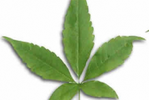 Leaf-of-Chaste-tree