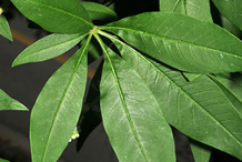 Leaves-of-Chaste-tree