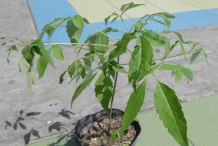 Small-Chaste-plant