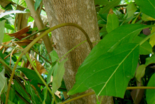 Stem-of-Chaste-Tree