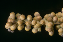 Unripe-Seeds-of-Chaste-tree
