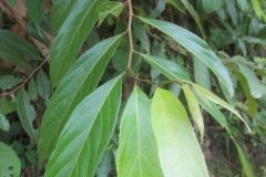 Leaves