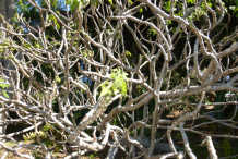 Branches-of-Chaya-plant