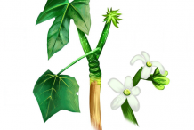 Chaya-plant-Illustration