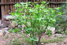 Chaya-plant
