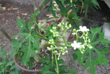 Flowering-buds-and-flowers-of-Chaya