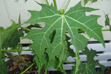 Leaves-of-Chaya