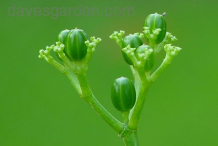 Seed-pods-of-Chaya-plant