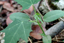 Seedling-of-Chaya-plant