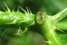 Stinging-hairs-and-petiole-gland-of-chaya