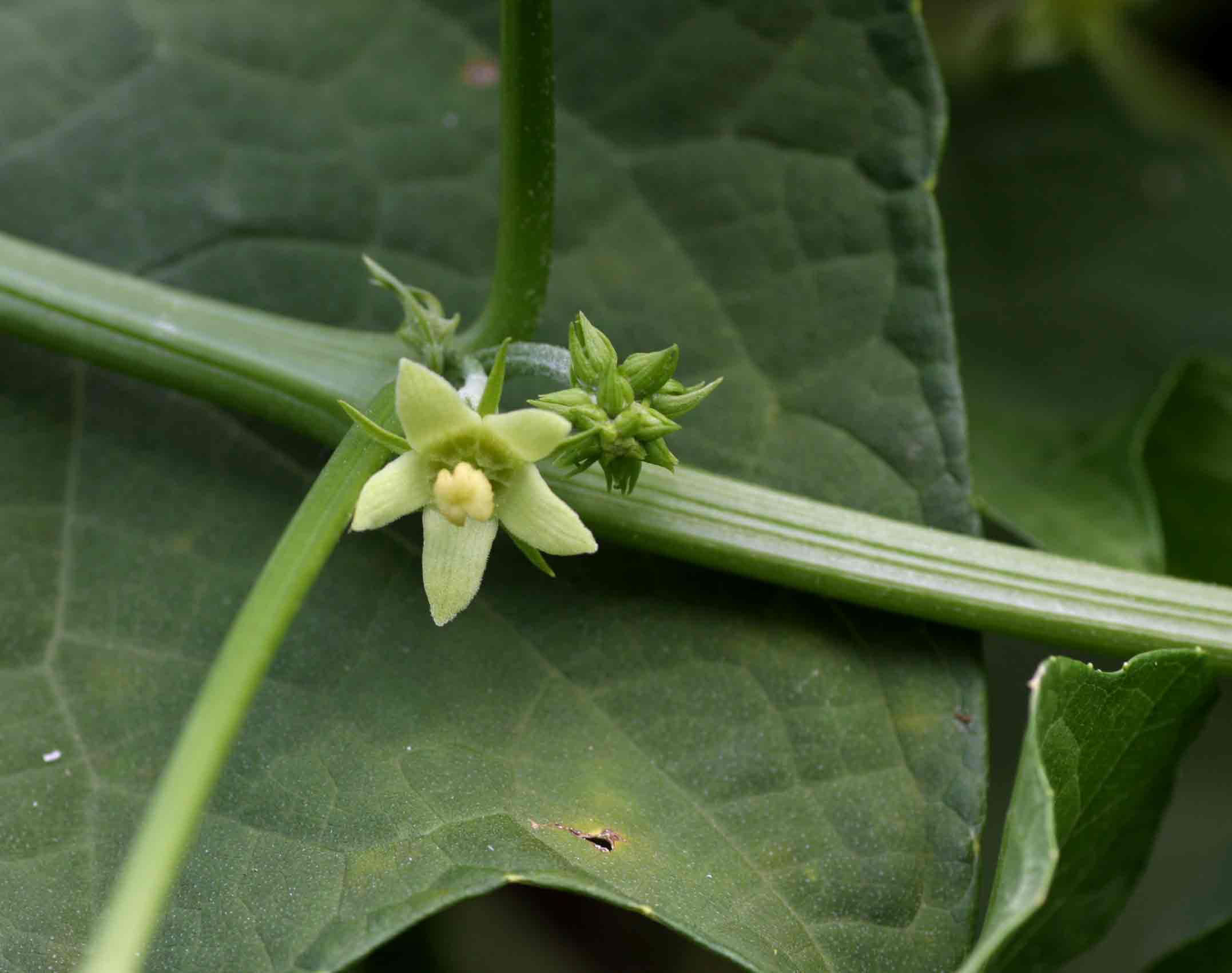Close-up-flower-of-Chayote