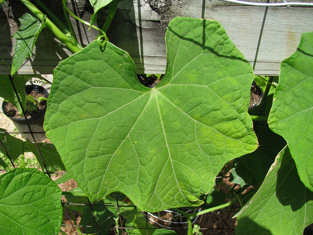 Leaves-of-Chayote