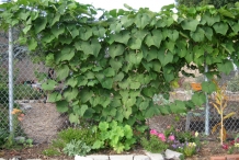 Chayote-plant