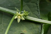 Close-up-flower-of-Chayote