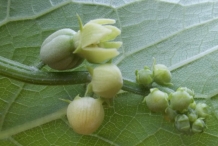 Flower-bud-of-Chayote