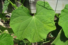 Leaves-of-Chayote
