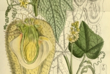 Plant-illustration-of-Chayote