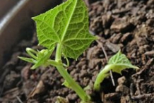 Seedlings-of-Chayote