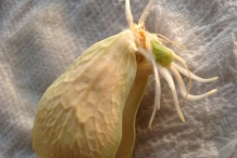 Seeds-of-Chayote