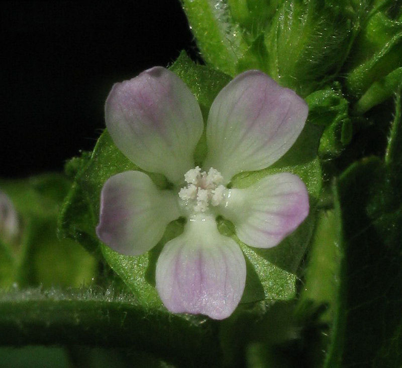 Flower-of-Cheeseweed