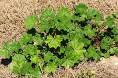 Cheeseweed-plant