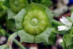 Closer-view-of-immature-fruits-of-Cheeseweed
