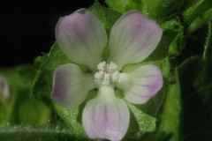Flower-of-Cheeseweed