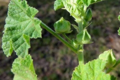 Flowering-buds-of-Cheeseweed