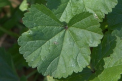 Leaves-of-Cheeseweed