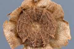 Mature-fruits-of-Cheeseweed