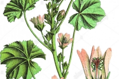 Plant-Illustration-of-Cheeseweed