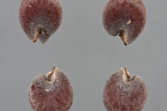 Seeds-of-Cheeseweed