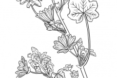 Sketch-of-Cheeseweed