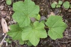 Small-Cheeseweed-Plant