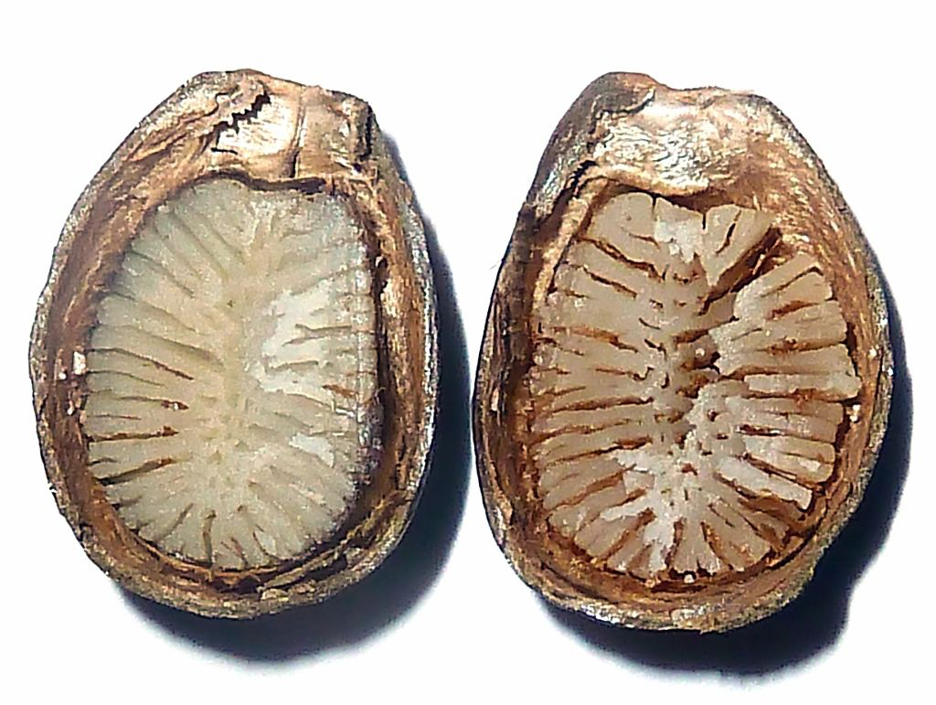 Half-Cut-Cherimoya-seed