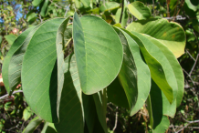 Cherimoya-Leaves