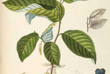 Cherimoya-Plant-Illustration