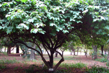 Cherimoya-Plant