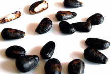 Cherimoya-Seeds