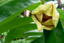 Cherimoya-flower