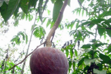 Ripe-Cherimoya-on-the-plant