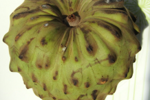Single-Cherimoya