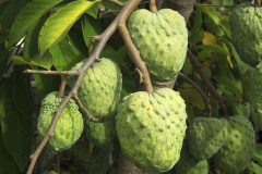 Cherimoya-on-the-plant