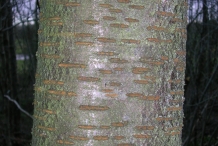 Cherries-bark