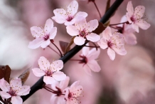 Cherries-flower