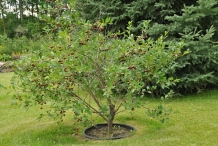 Cherries-plant