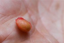 Cherries-seed