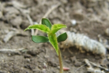 Cherries seedlings
