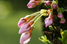 Flower-bud-of-Cherries