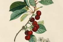 Illustration-of-Cherries